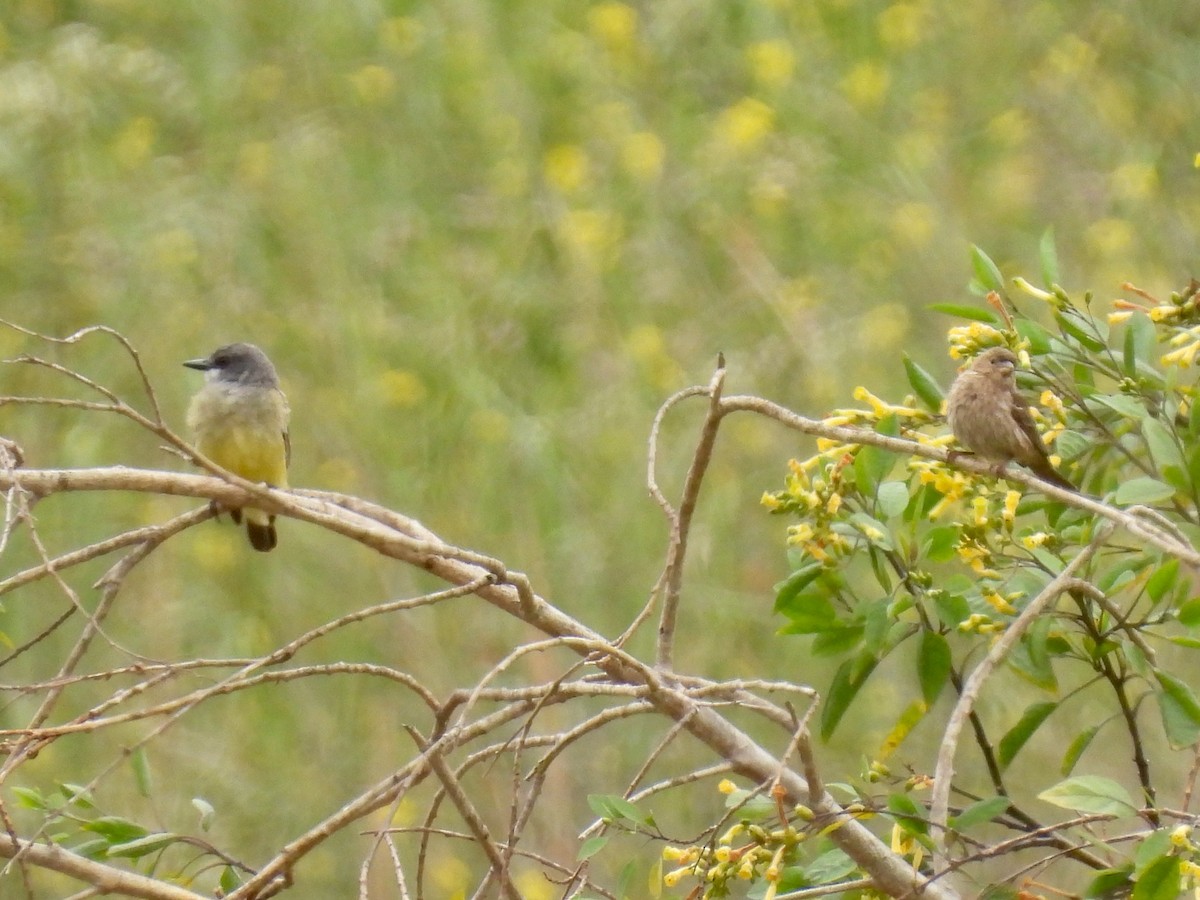 Cassin's Kingbird - Martha Wild