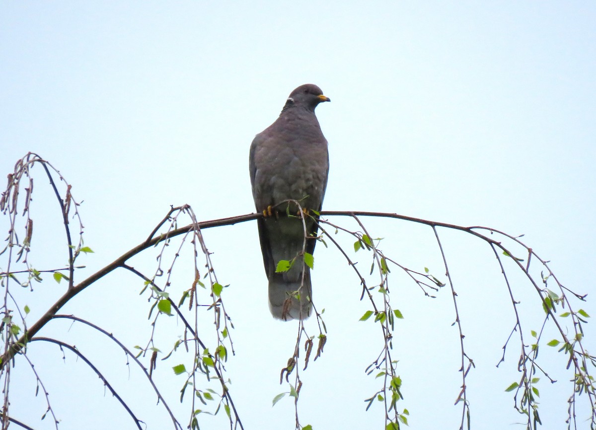 Band-tailed Pigeon - Teresa Weismiller