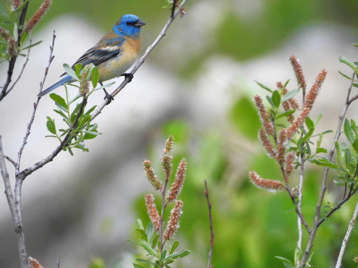 Lazuli Bunting - Darlene Cancelliere