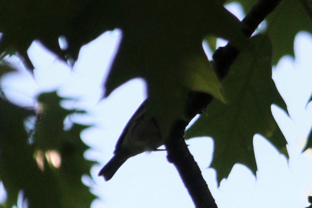 Blackpoll Warbler - James Teitgen