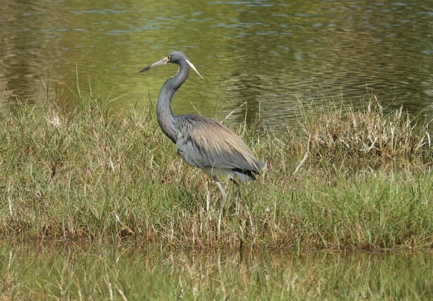 Tricolored Heron - Denise Rychlik