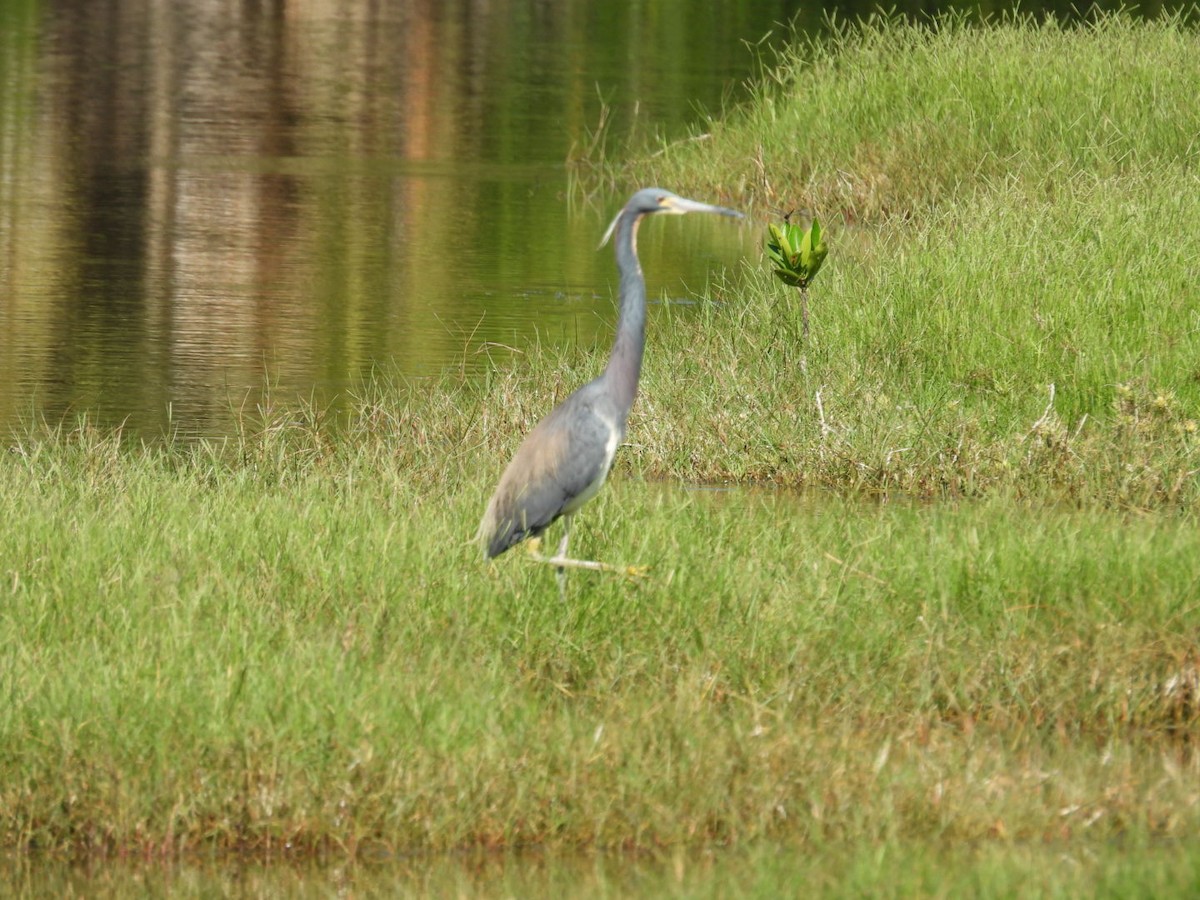 Tricolored Heron - Denise Rychlik