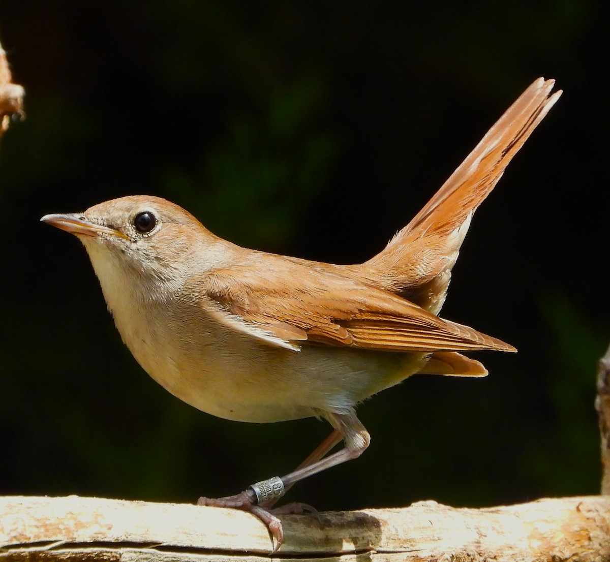 Common Nightingale - ML619641069