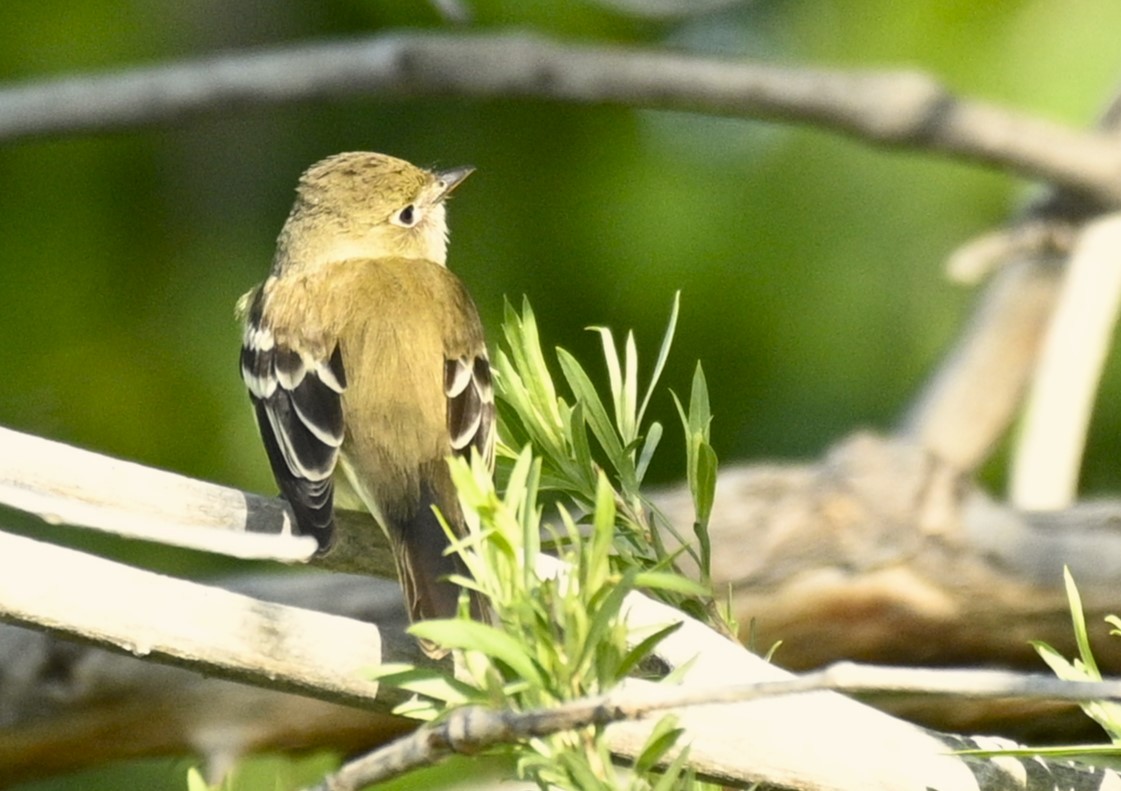 Least Flycatcher - ML619641070