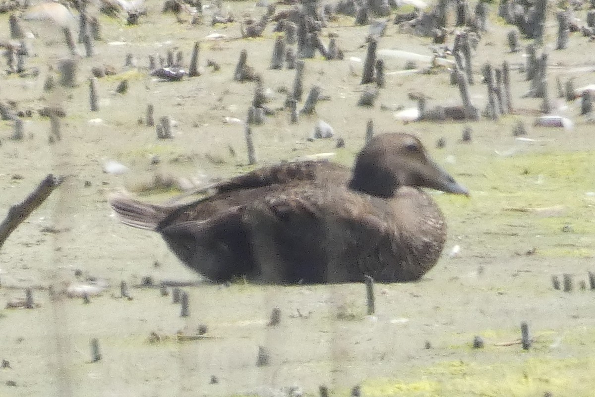 Common Eider - Anonymous