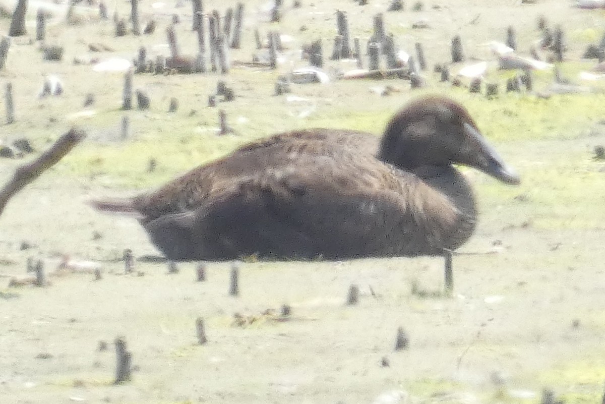 Common Eider - Anonymous