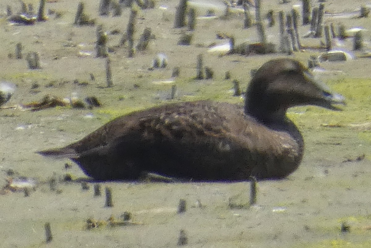 Common Eider - Anonymous