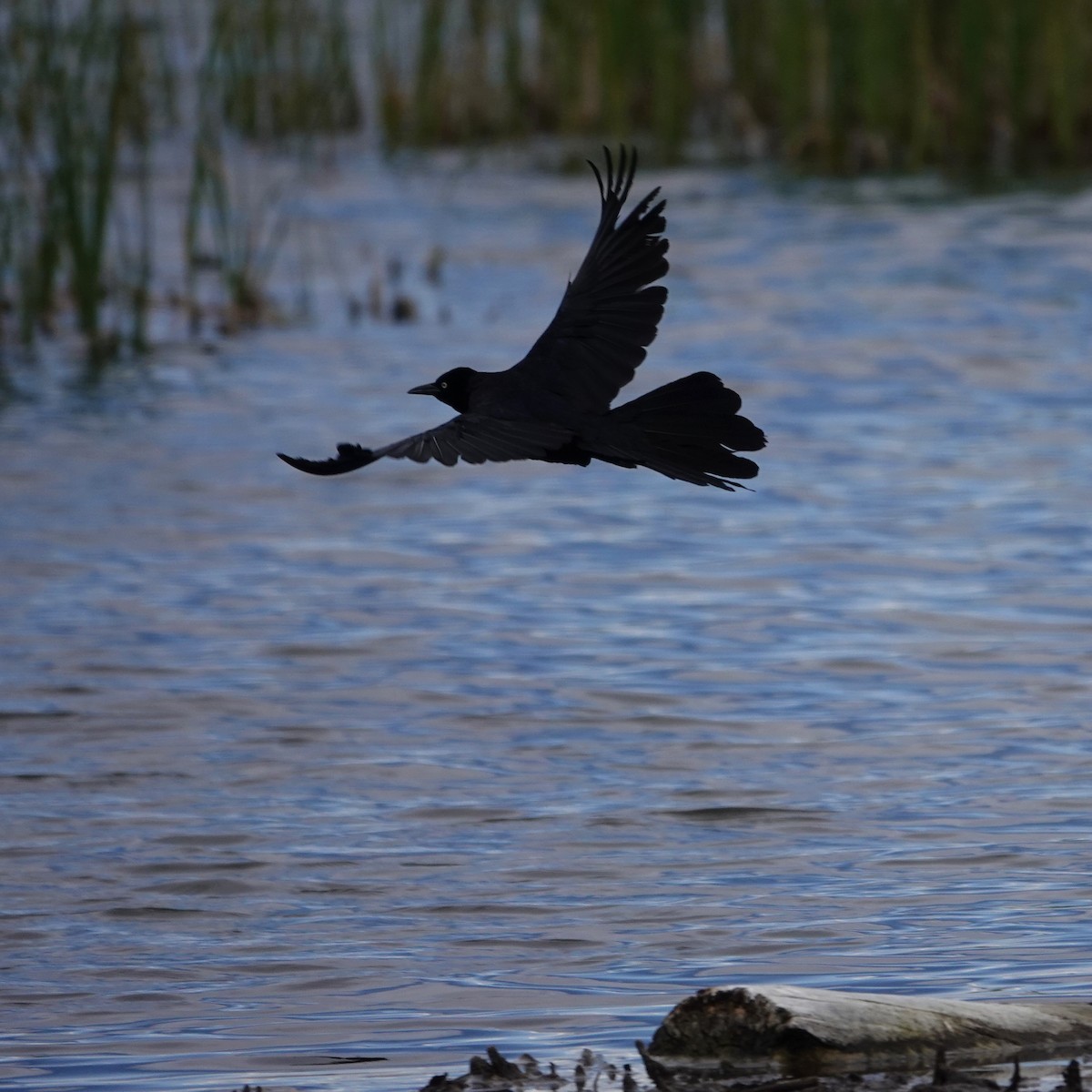 Great-tailed Grackle - George Ho