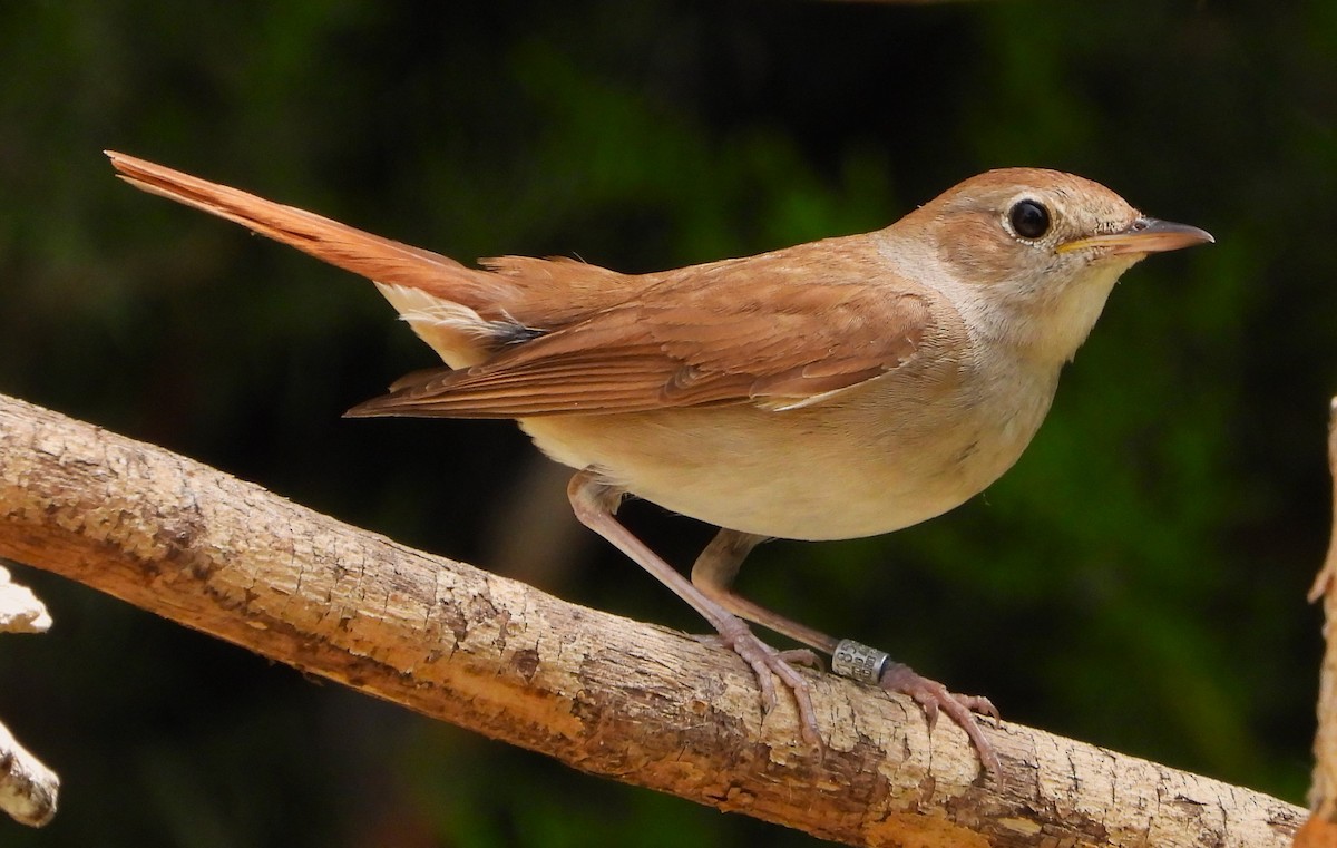 Common Nightingale - José Manuel Sánchez Sanz