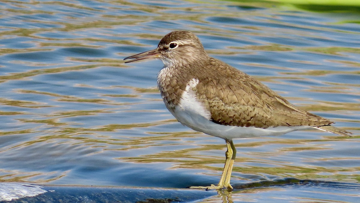 Common Sandpiper - Noah Isakov