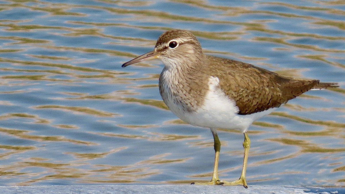 Common Sandpiper - ML619641094