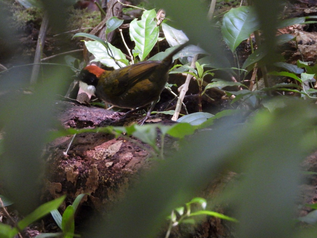 Chestnut-capped Brushfinch - ML619641100