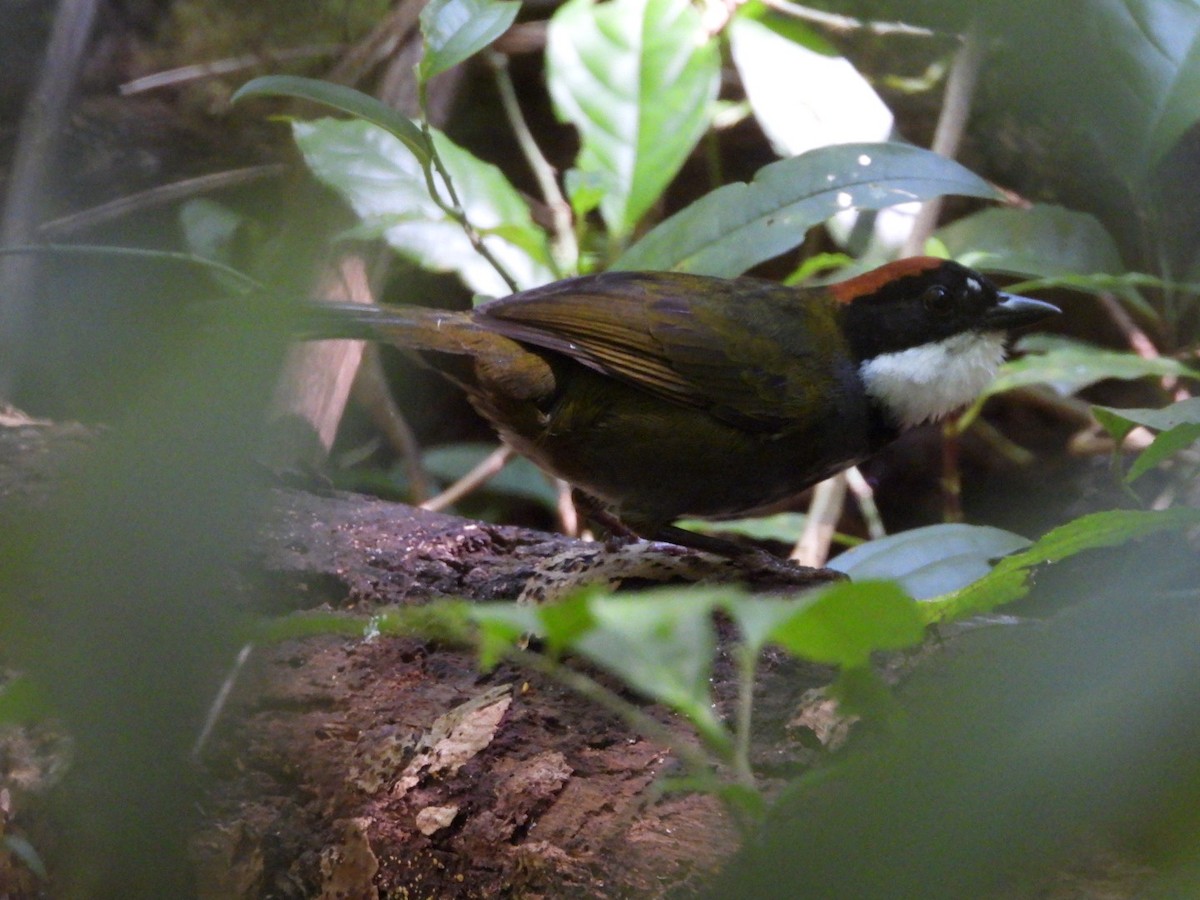 Chestnut-capped Brushfinch - ML619641102