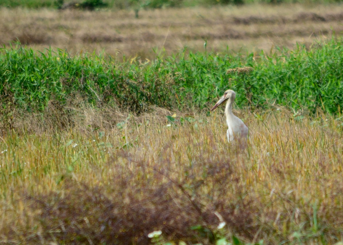 Maguari Stork - ML619641106