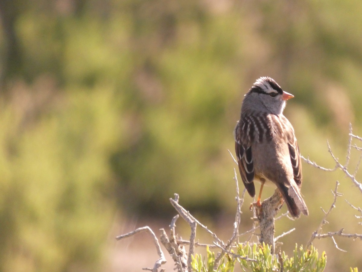 White-crowned Sparrow - Wesley McGee