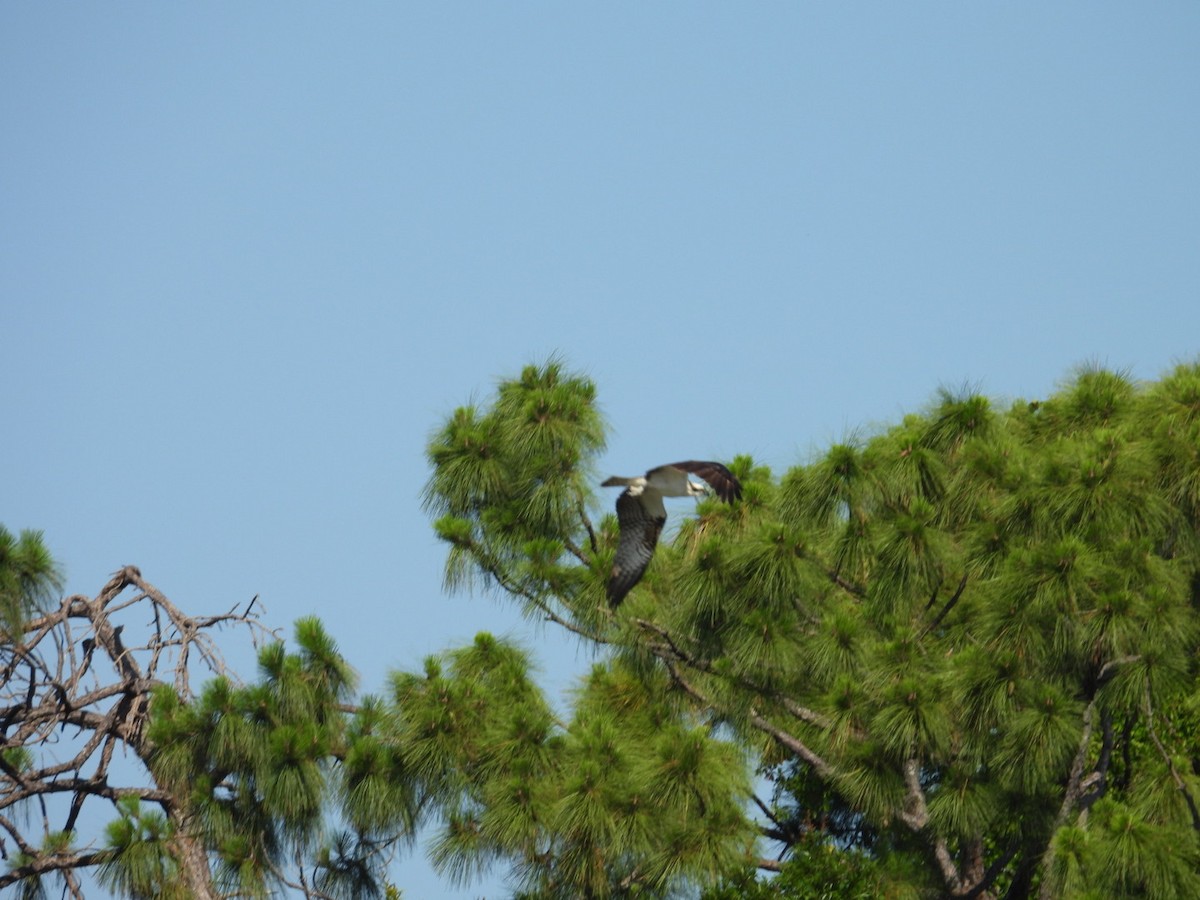 Osprey - Denise Rychlik