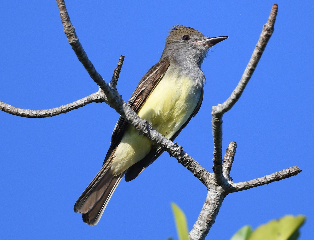 Great Crested Flycatcher - Elizabeth Hawkins