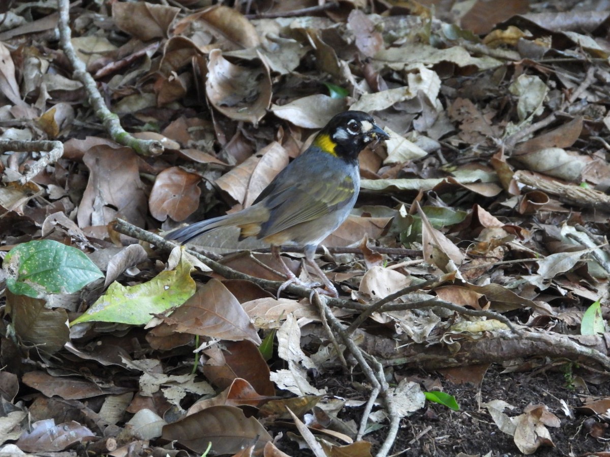 White-eared Ground-Sparrow - Jose Bolaños