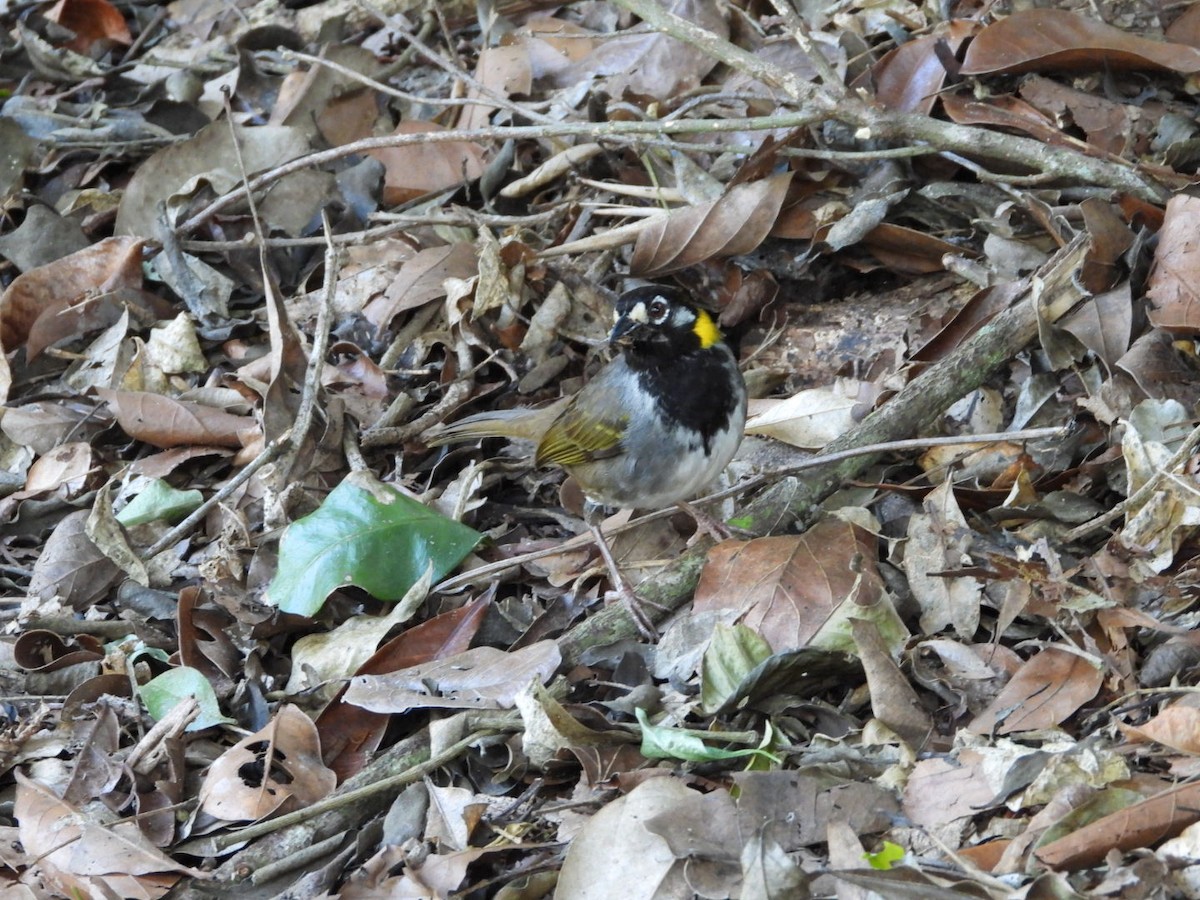 White-eared Ground-Sparrow - Jose Bolaños