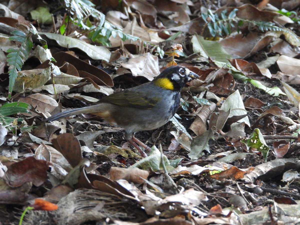 White-eared Ground-Sparrow - Jose Bolaños