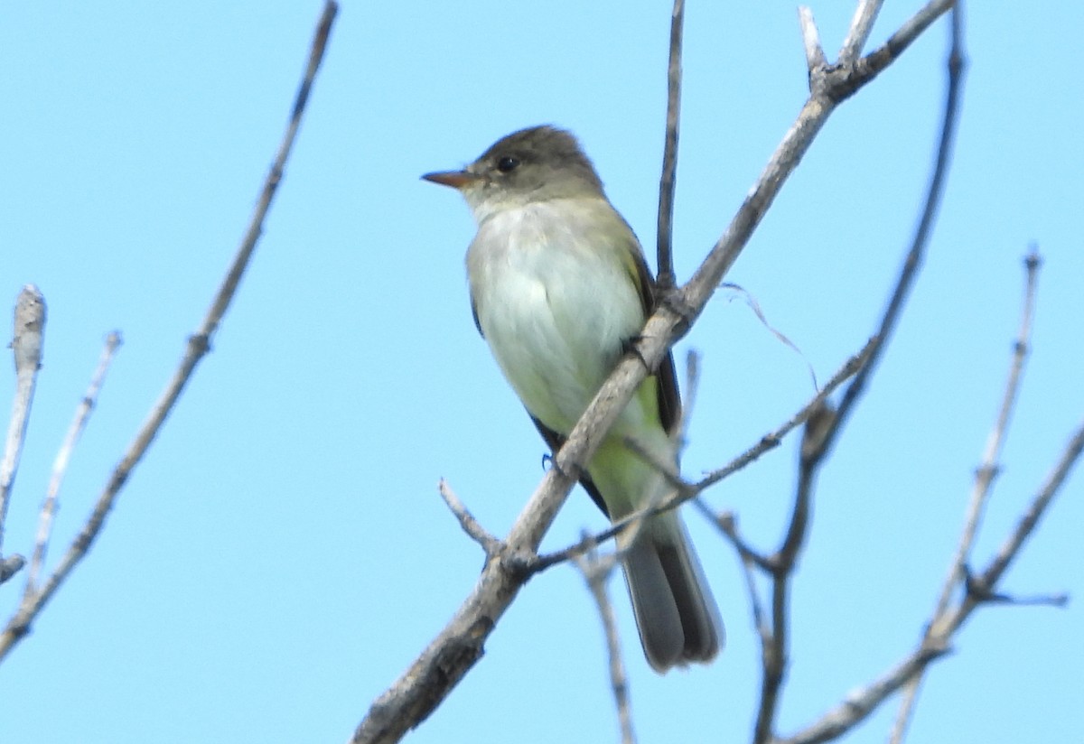 Willow Flycatcher - Bonnie Heinecke