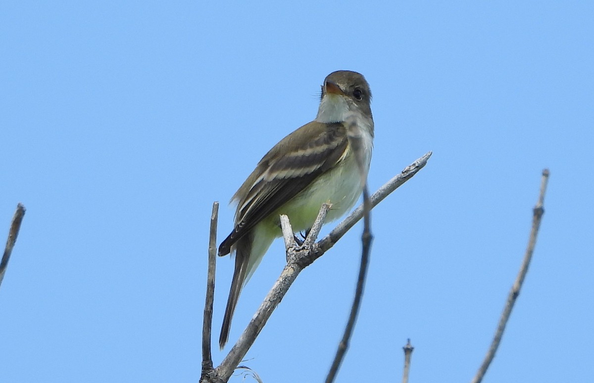 Willow Flycatcher - Bonnie Heinecke