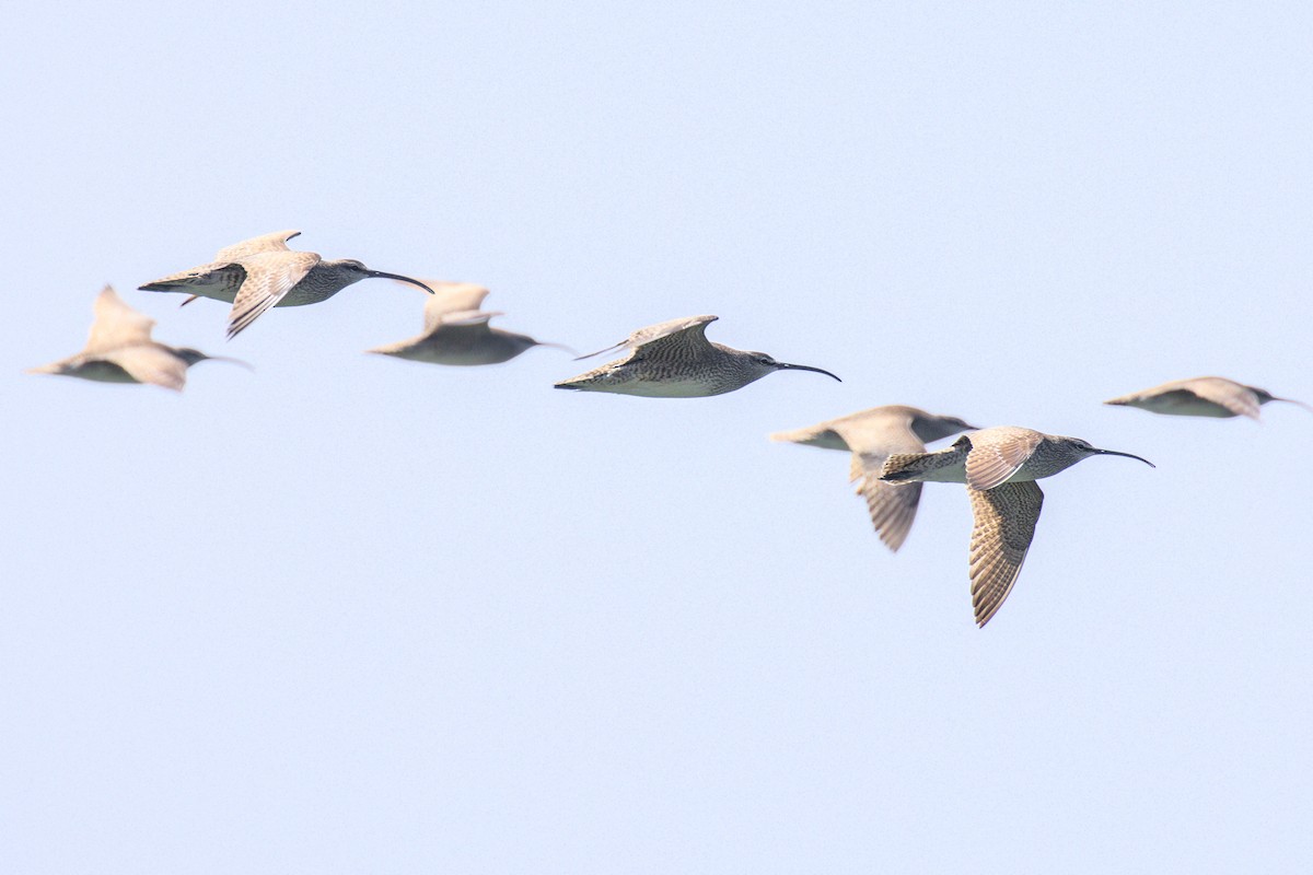 Whimbrel - Gihyun Yoo