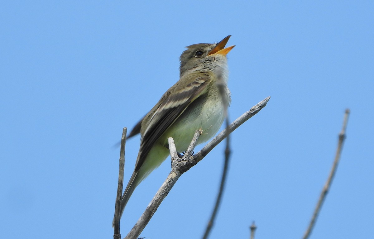 Willow Flycatcher - Bonnie Heinecke