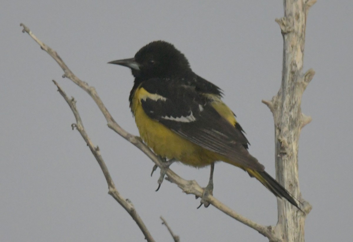 Scott's Oriole - ML619641139