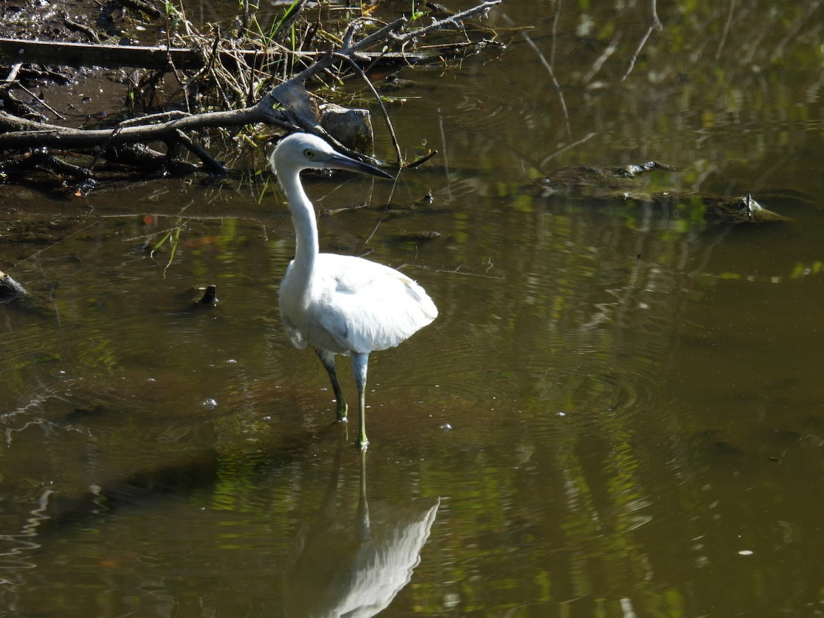 Little Blue Heron - Denise Rychlik