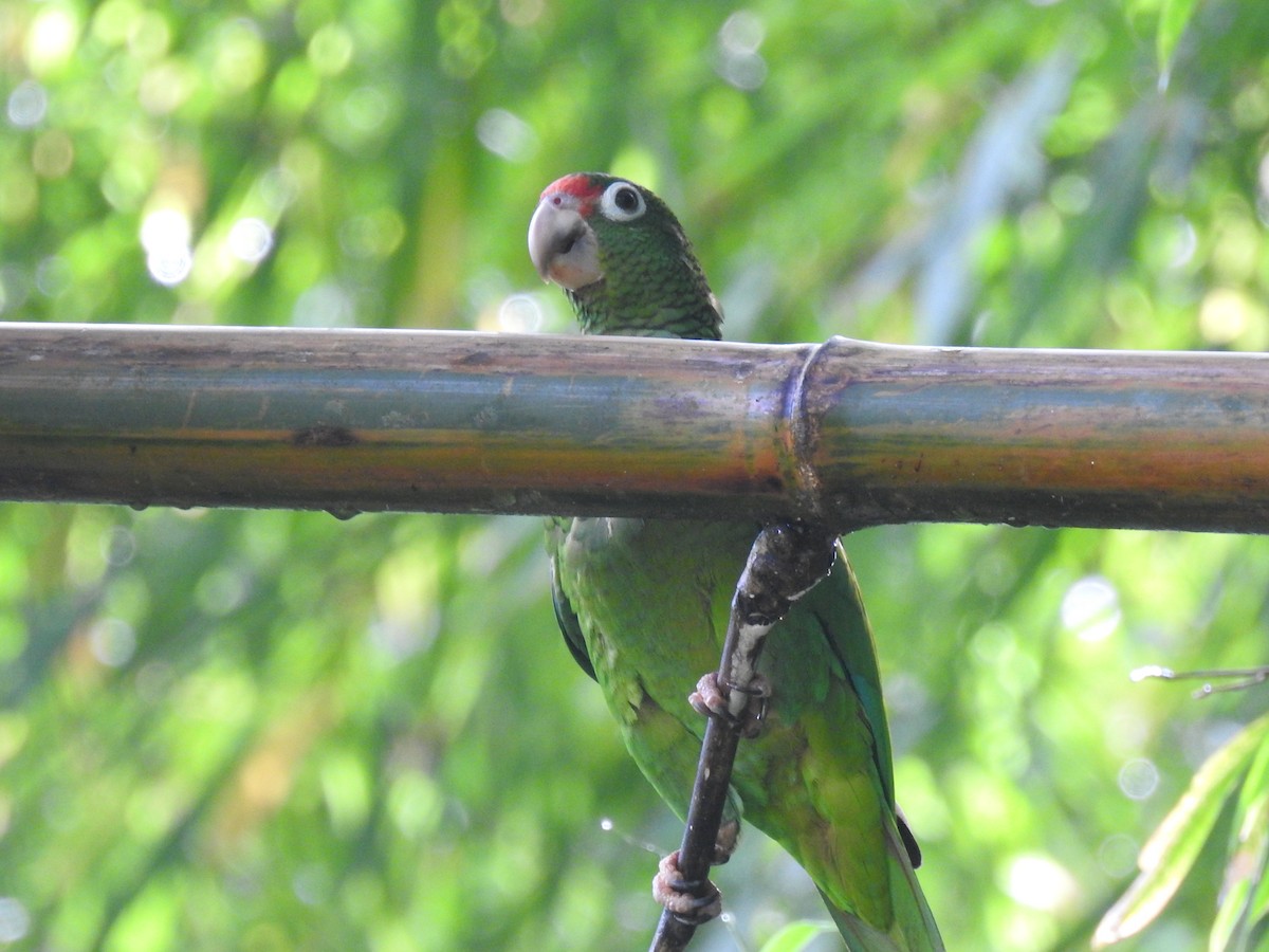 アカビタイボウシインコ - ML619641144