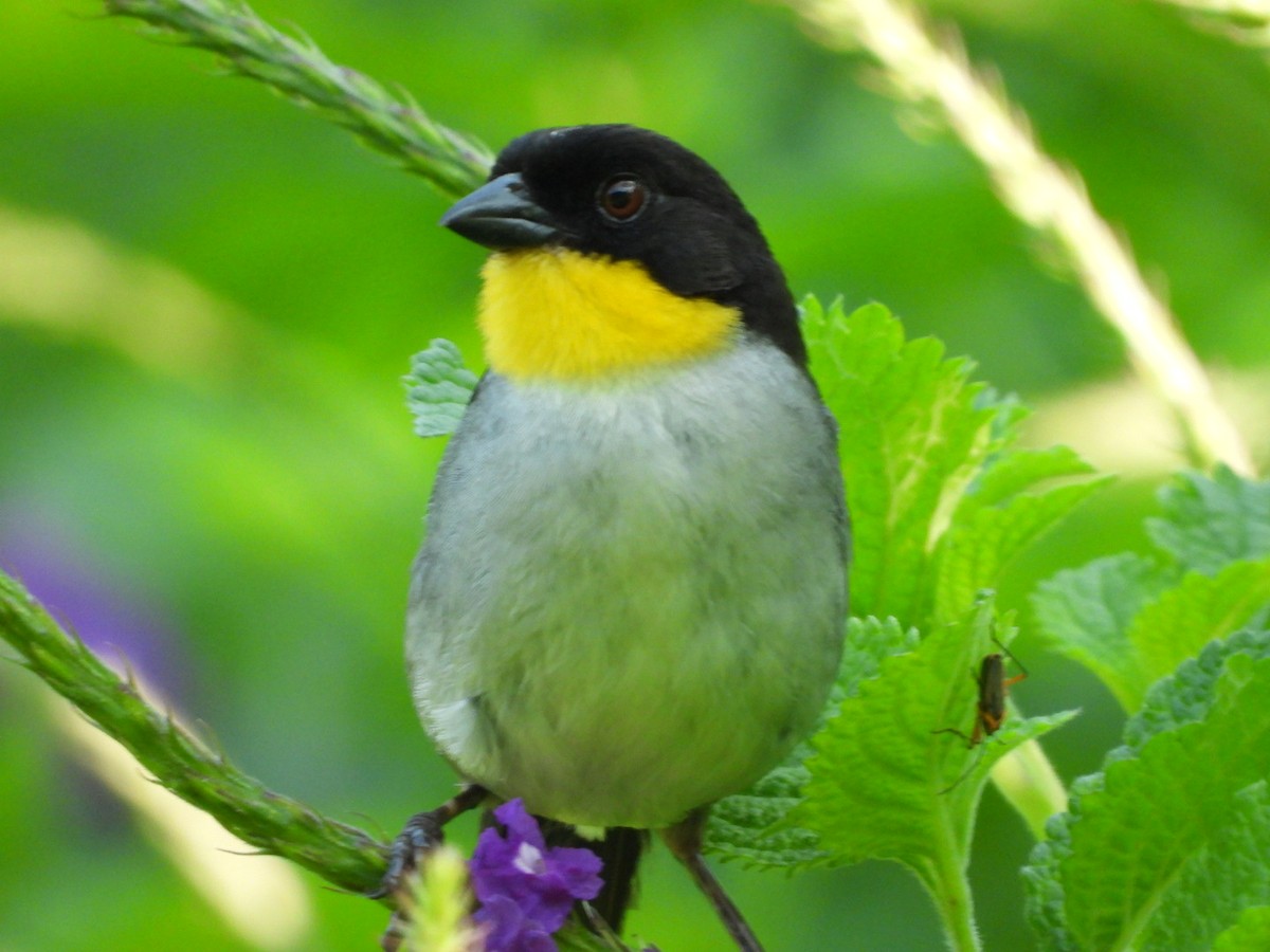 White-naped Brushfinch - ML619641150