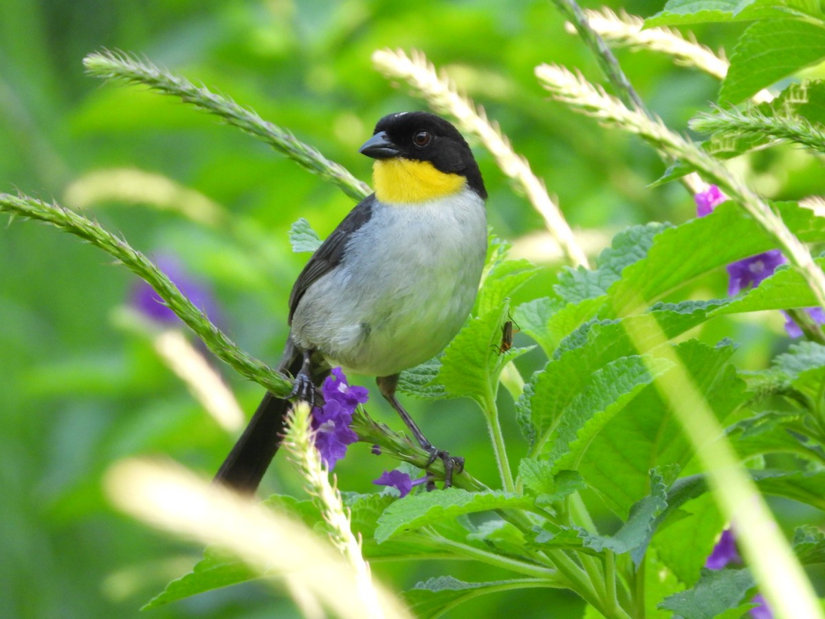 White-naped Brushfinch - ML619641152