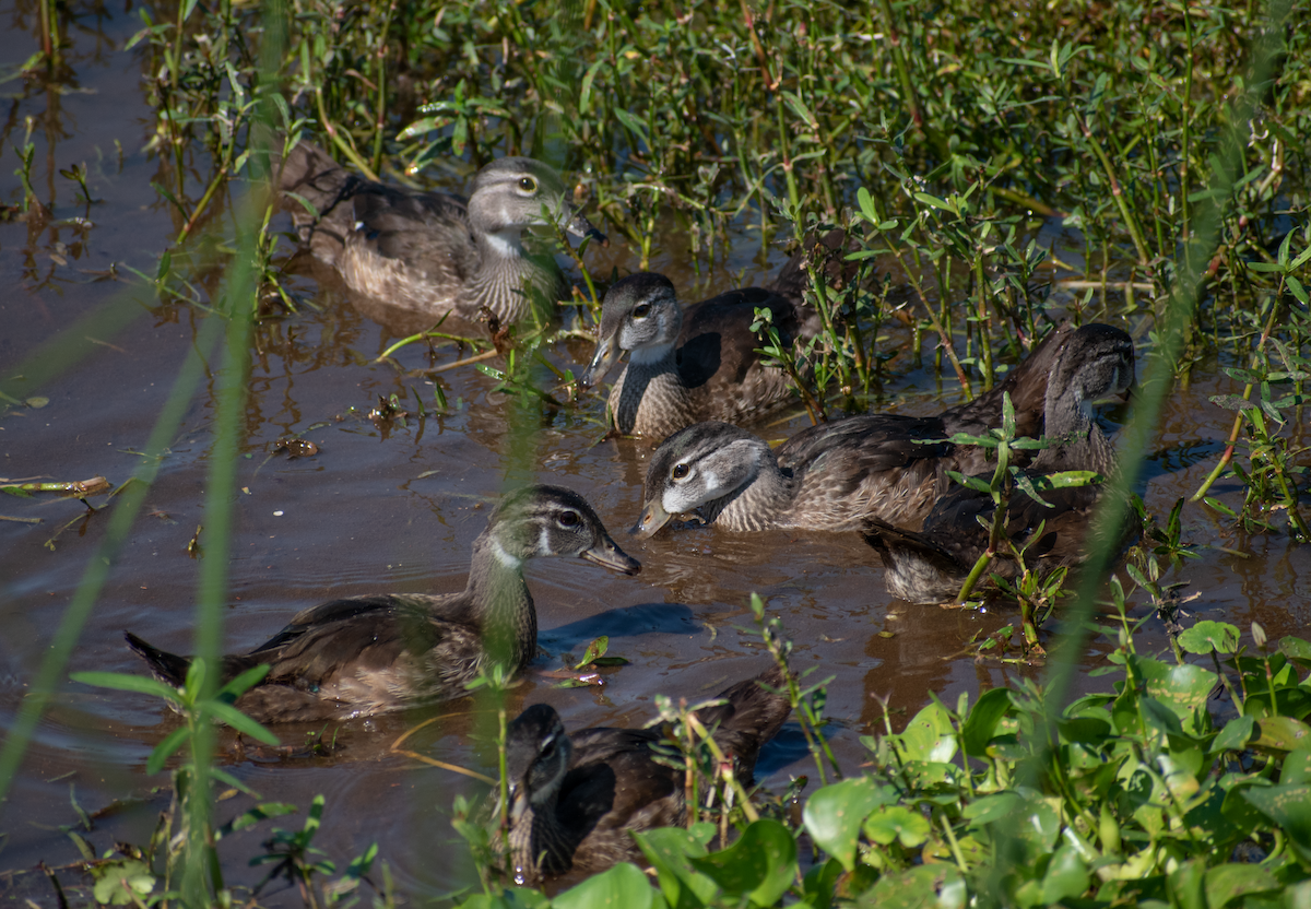 Wood Duck - ML619641155