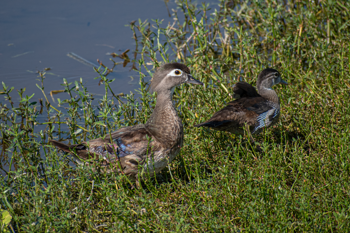 Wood Duck - ML619641156