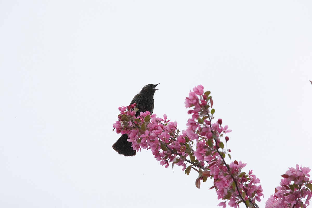 Red-winged Blackbird - Catherine Paquet