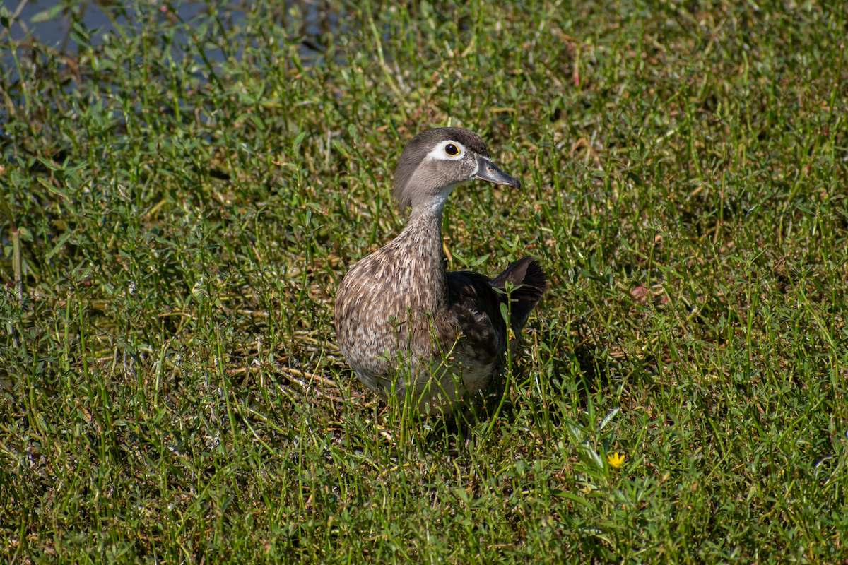 Wood Duck - Neil D