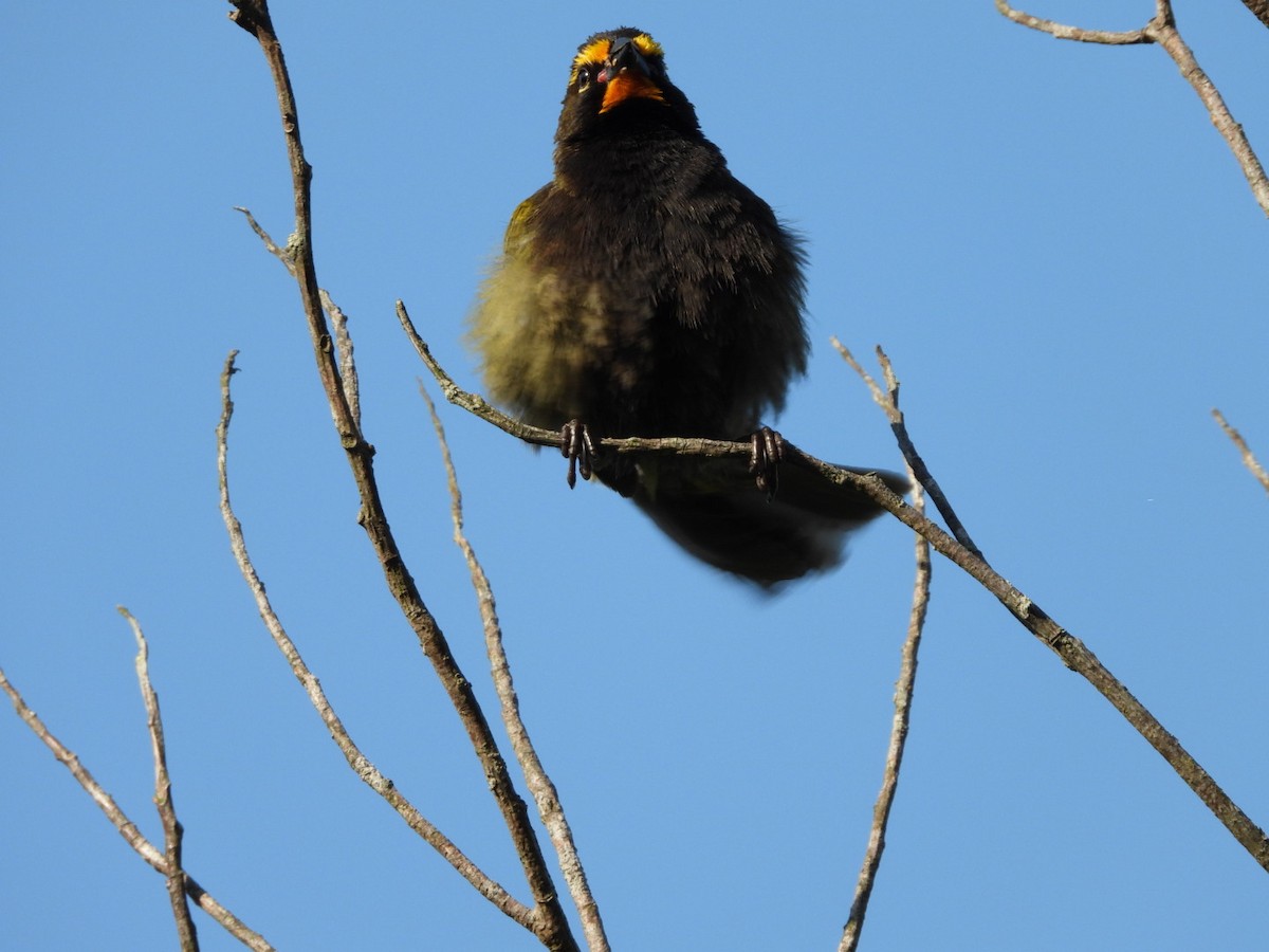 Yellow-faced Grassquit - Jose Bolaños