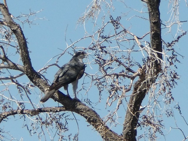 American Goshawk - ML619641169