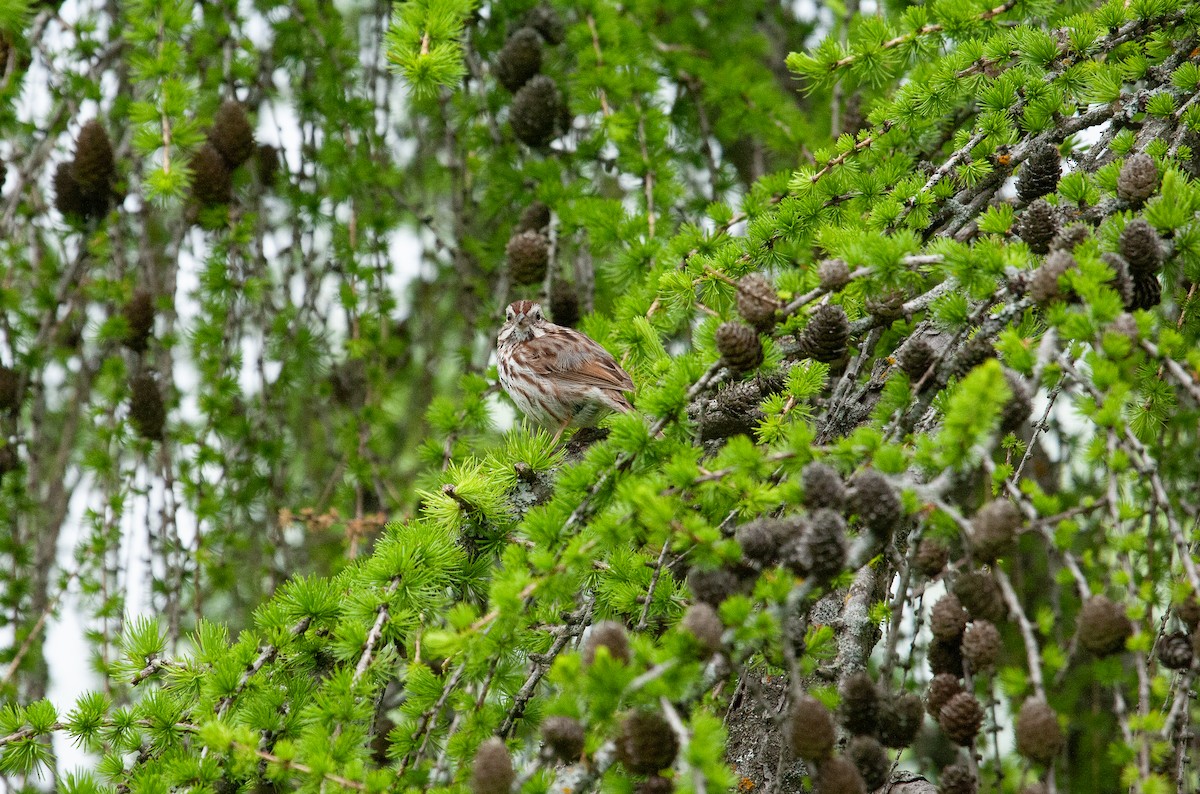 Song Sparrow - Catherine Paquet