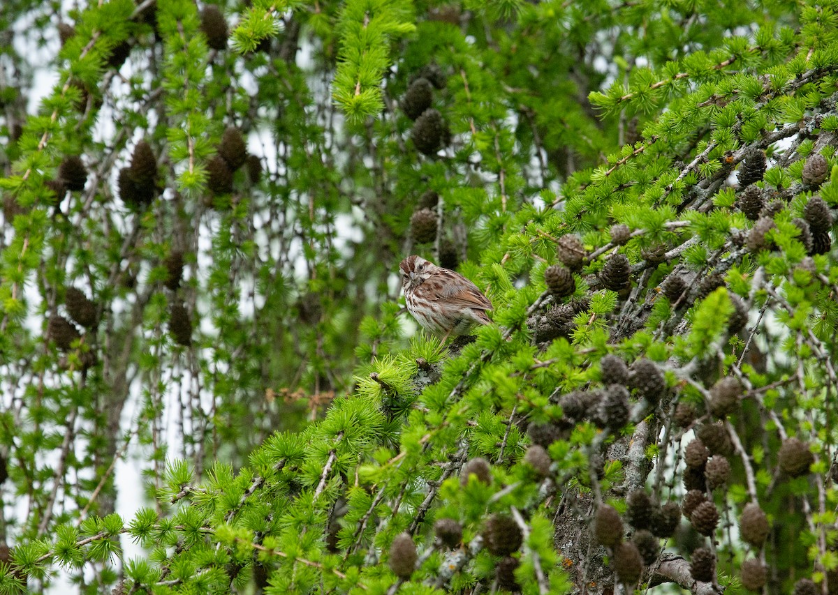 Song Sparrow - Catherine Paquet