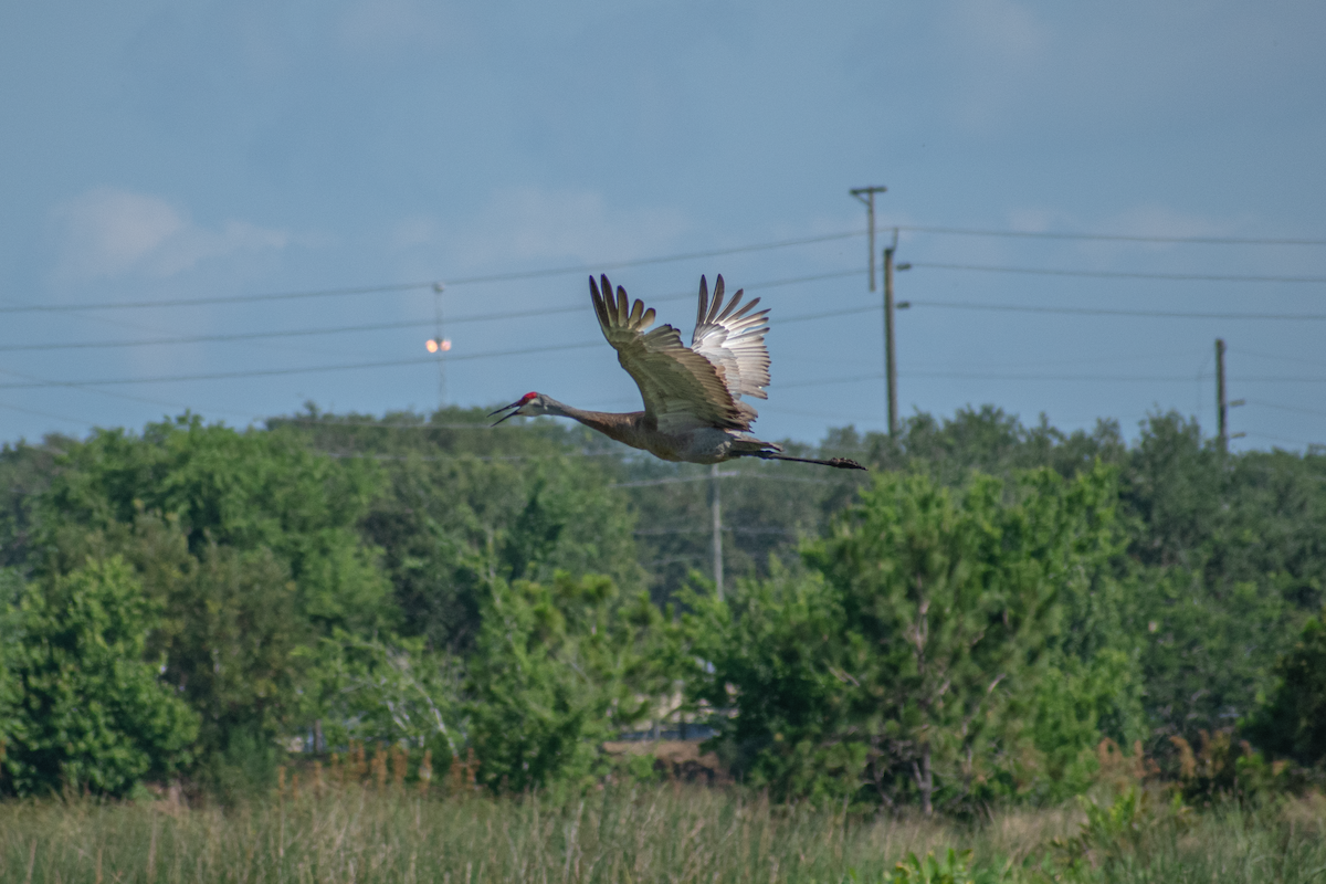 Sandhill Crane - Neil D