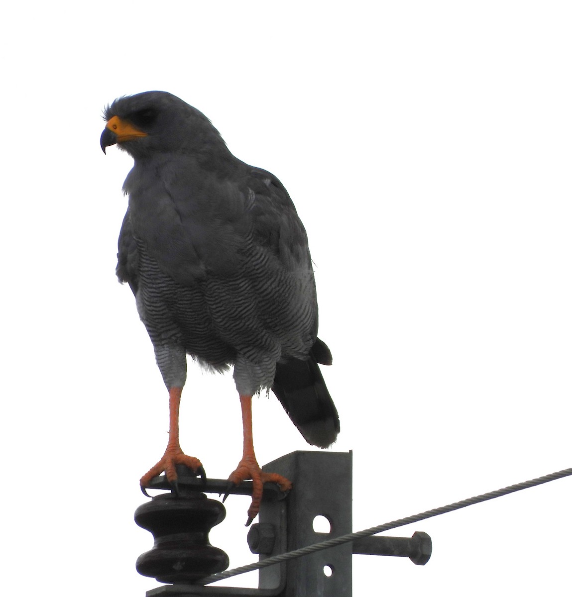 Eastern Chanting-Goshawk - Lynn Scarlett