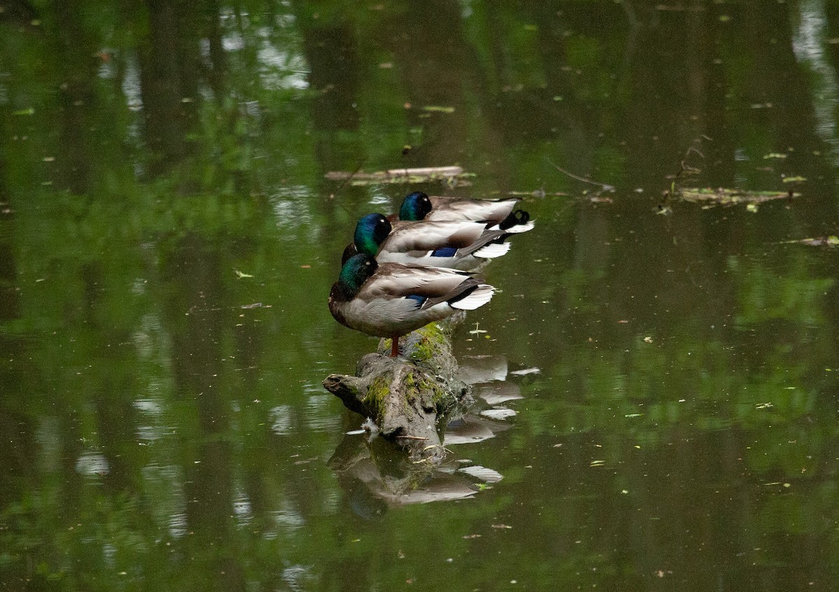 Mallard - Catherine Paquet