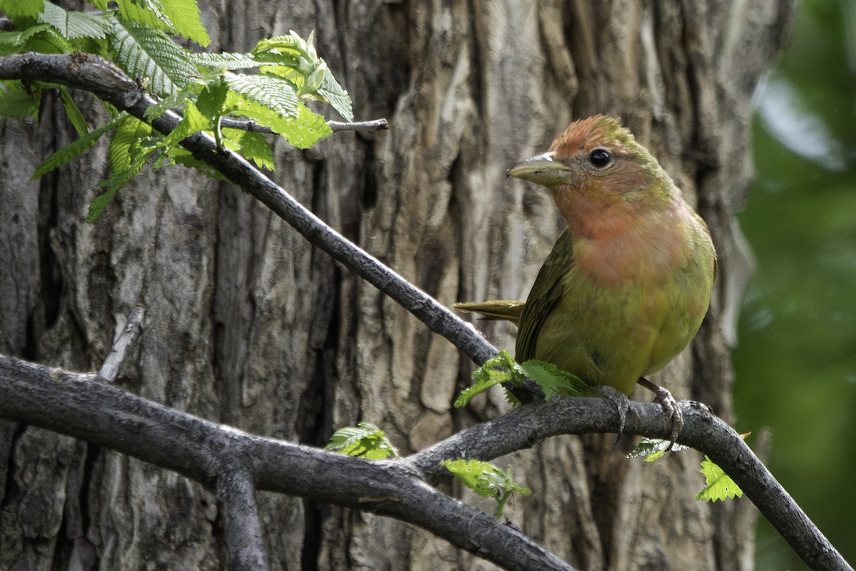 Summer Tanager - ML619641188