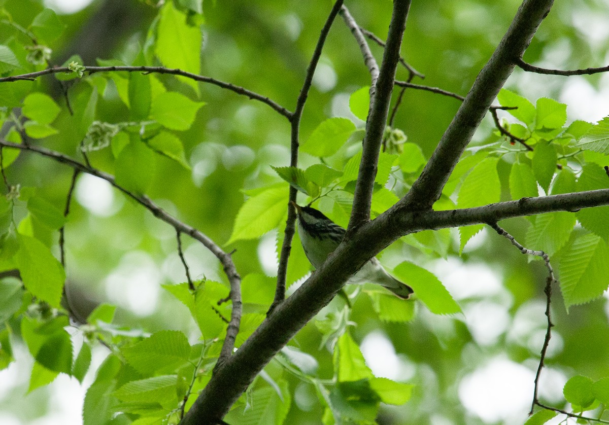 Blackpoll Warbler - Catherine Paquet