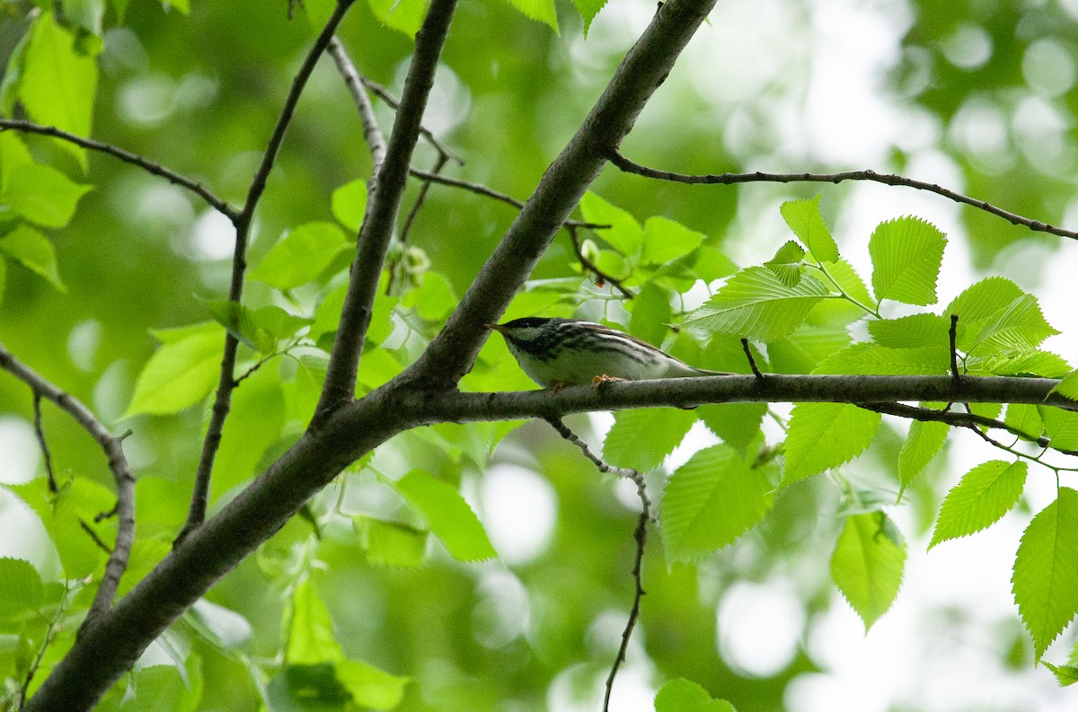 Blackpoll Warbler - Catherine Paquet