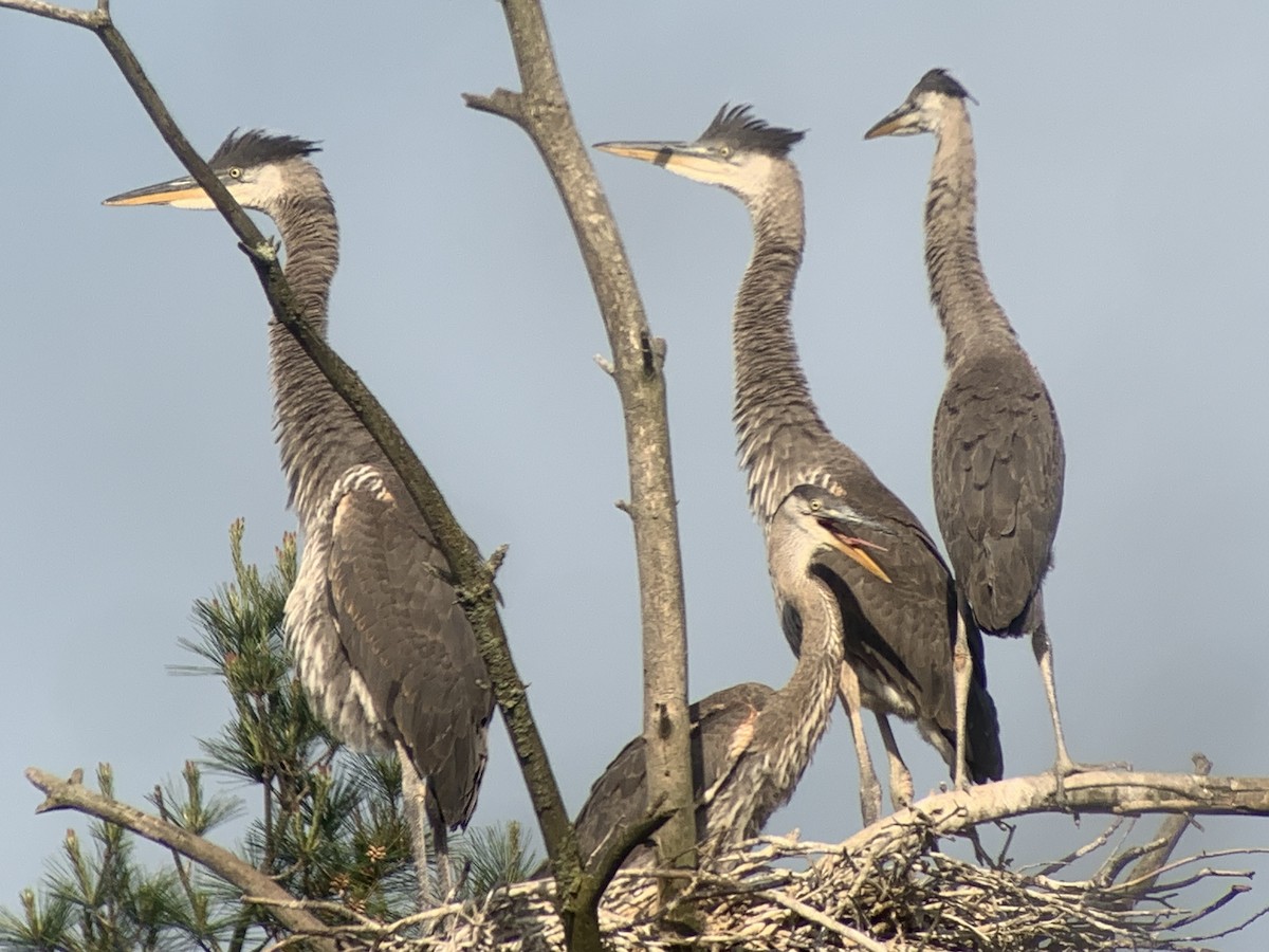 Great Blue Heron - ML619641205