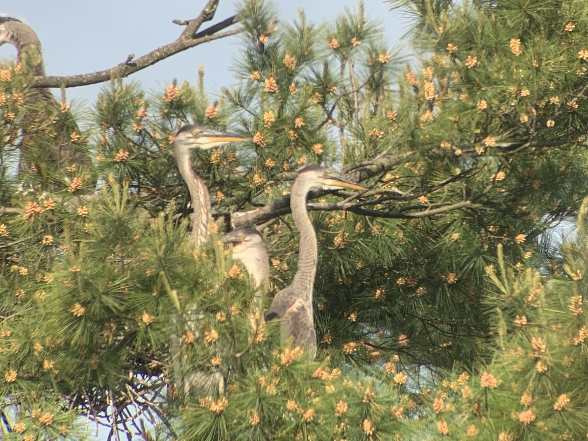 Great Blue Heron - ML619641207