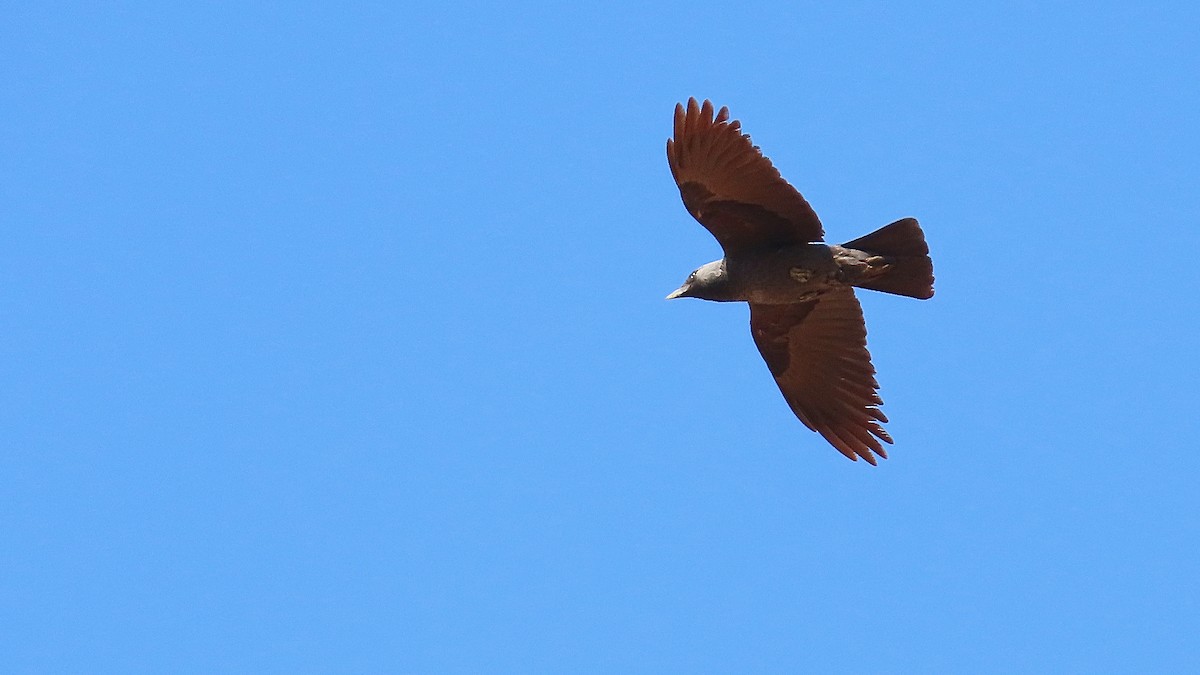 Eurasian Jackdaw - ML619641210